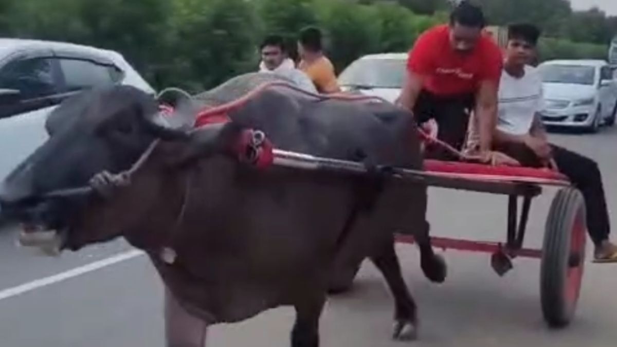 भैंसा बग्गी दौड़ पर रोक