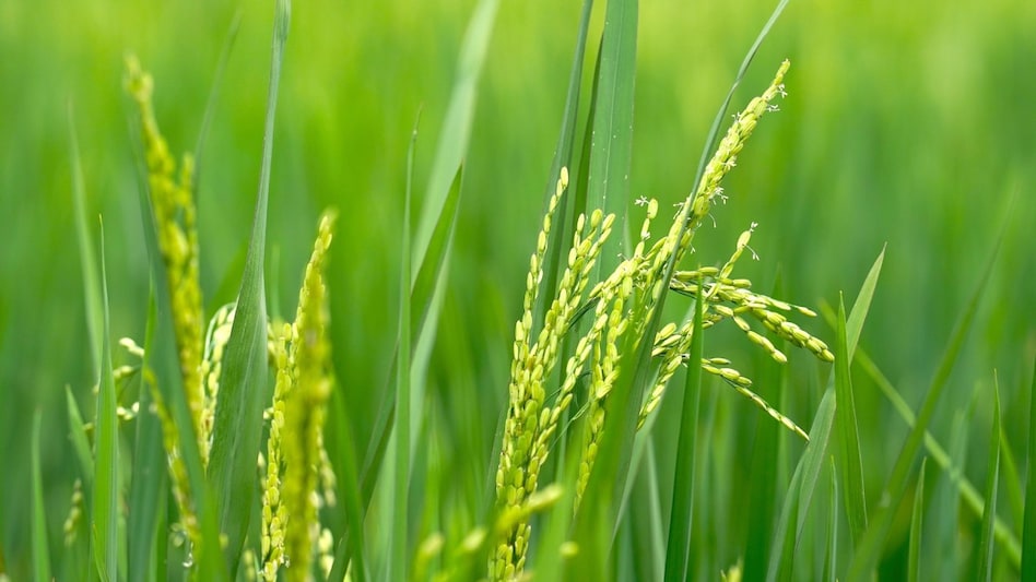 Paddy Farmers: एक तो बारिश, उस पर से खरीद में देरी...तमिलनाडु में धान किसान करें तो करें क्या !  Paddy Farmers: एक तो बारिश, उस पर से खरीद में देरी...तमिलनाडु में धान किसान करें तो करें क्या !