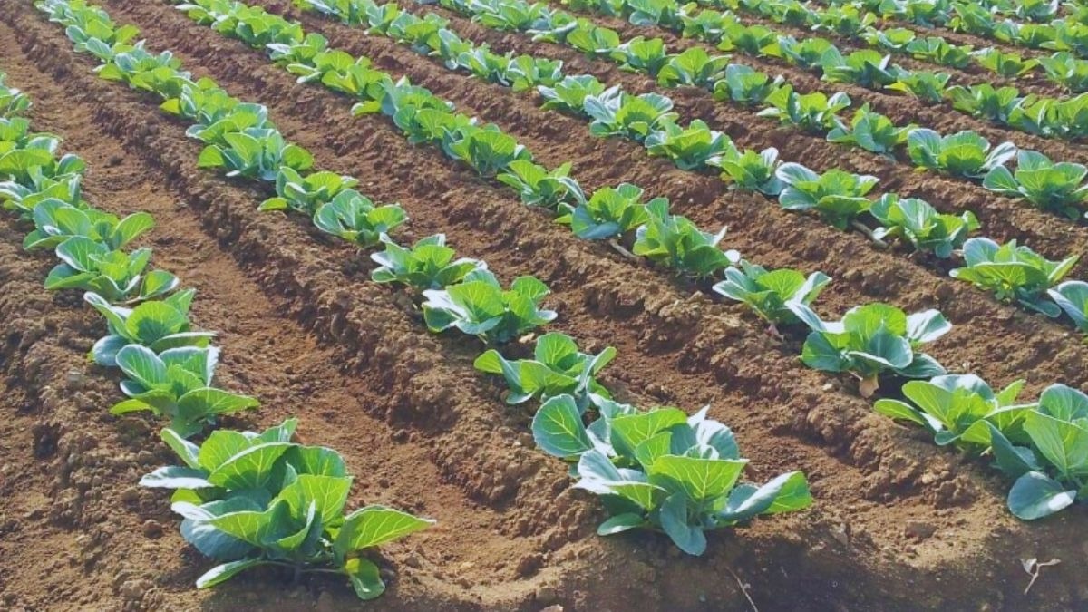 field vegetable