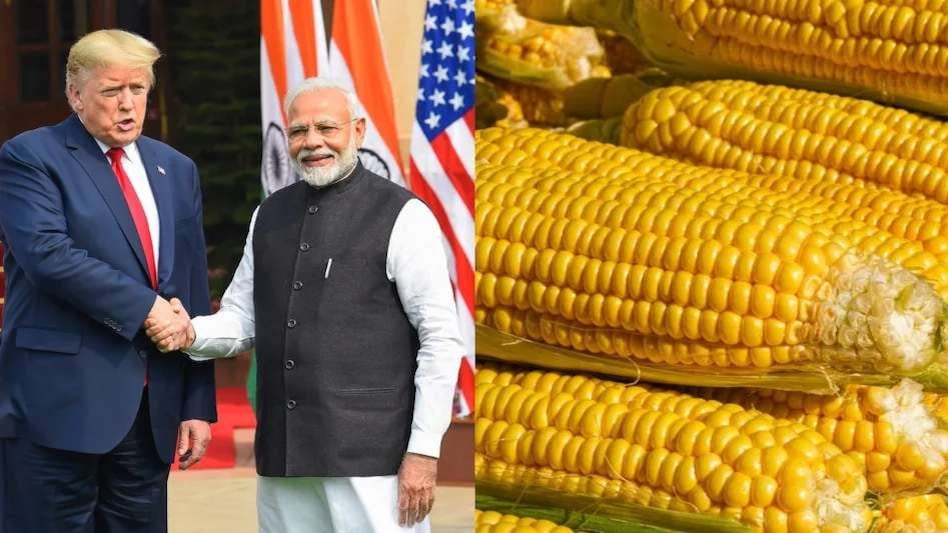 India US BTA: आखिर भारत को मक्का बेचने पर क्यों अमादा हैं ट्रंप, बड़ी वजह आई सामने  India US BTA: आखिर भारत को मक्का बेचने पर क्यों अमादा हैं ट्रंप, बड़ी वजह आई सामने