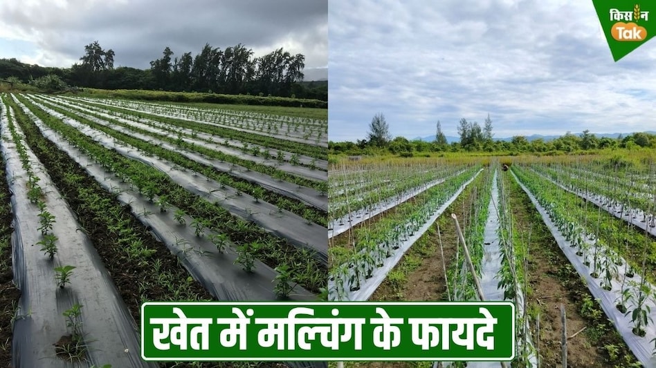 खेतों में मल्चिंग कराना कितना जरूरी? कौन से खेत में कराएं, खर्च और तरीका समझिए खेतों में मल्चिंग कराना कितना जरूरी? कौन से खेत में कराएं, खर्च और तरीका समझिए