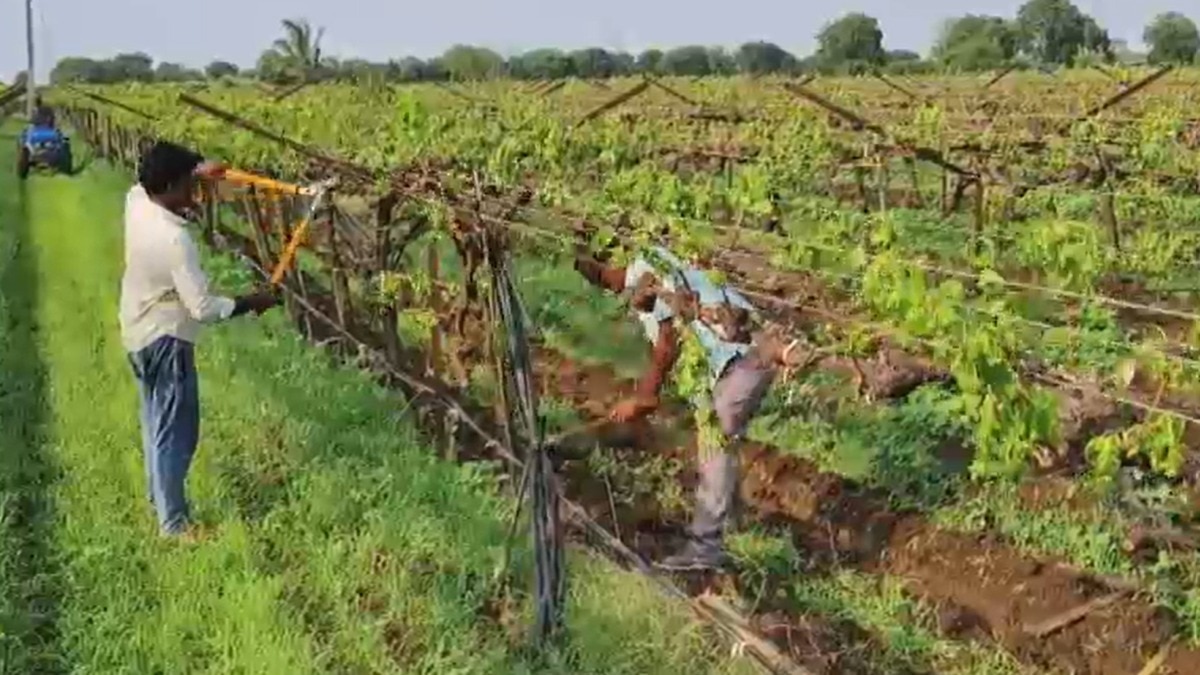 grapes farming