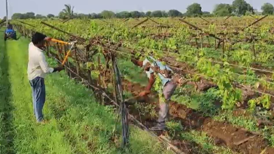 बेमौसम बारिश ने तोड़ी किसानों की उम्मीद — निफाड़ में अंगूर का बाग उखाड़ने को मजबूर किसान बेमौसम बारिश ने तोड़ी किसानों की उम्मीद — निफाड़ में अंगूर का बाग उखाड़ने को मजबूर किसान