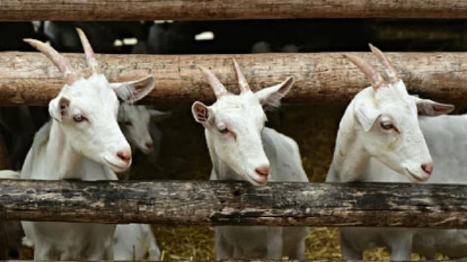 Bakra Meat: डिमांड के साथ बाजार में बढ़ रहे हैं बकरे के मीट के रेट, ये तरीका अपनाया तो खूब होगा मुनाफा  Bakra Meat: डिमांड के साथ बाजार में बढ़ रहे हैं बकरे के मीट के रेट, ये तरीका अपनाया तो खूब होगा मुनाफा
