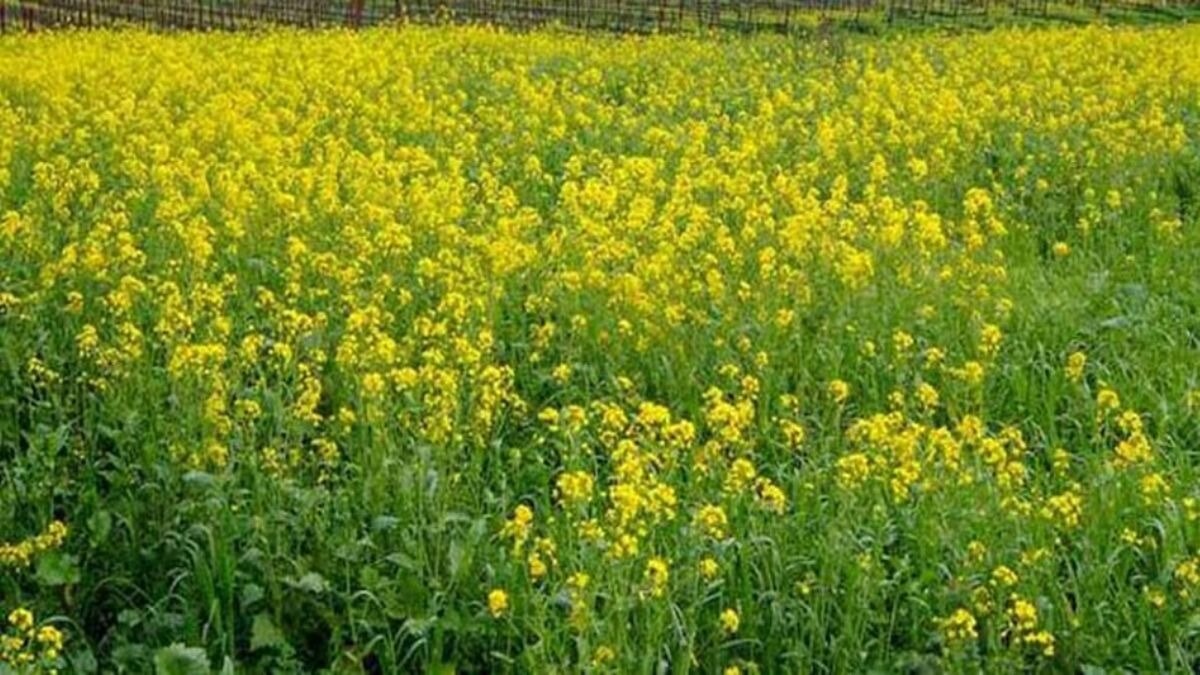 mustard sowing rise in rajasthan