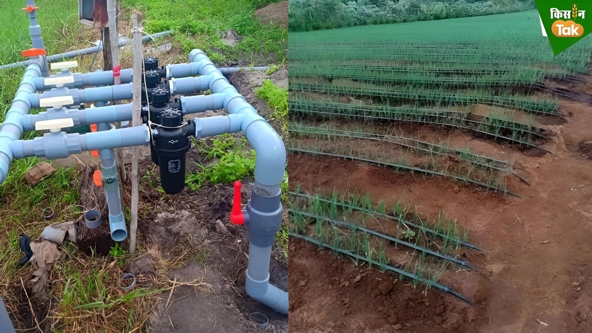 drip irrigation