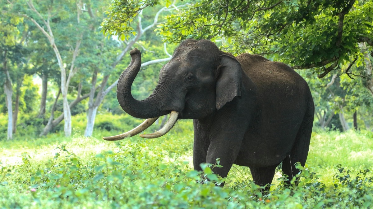 Goa Elephant 