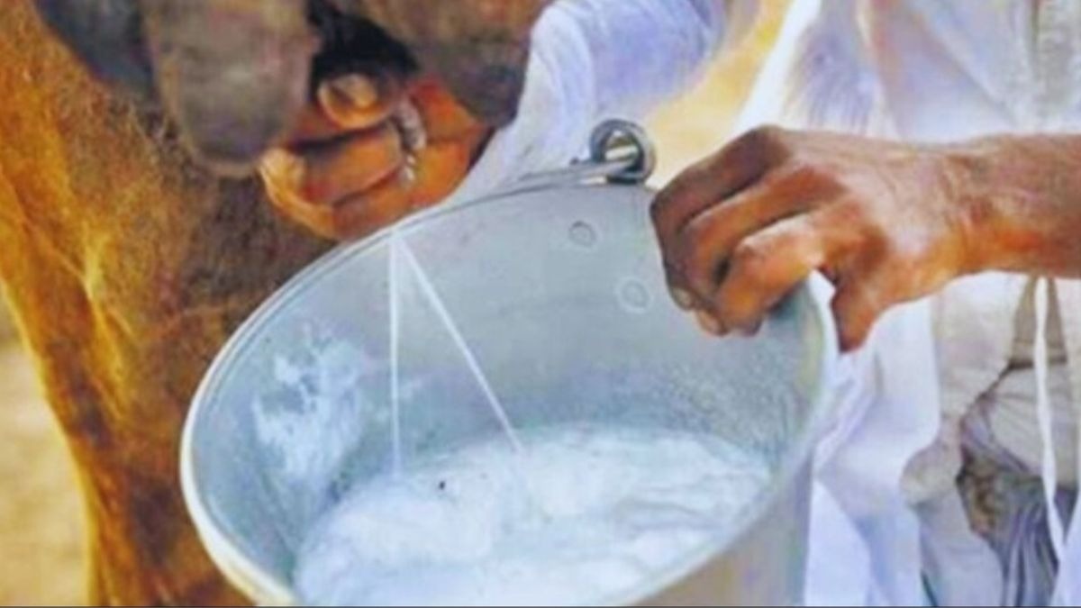 ऊंटनी का दूध 