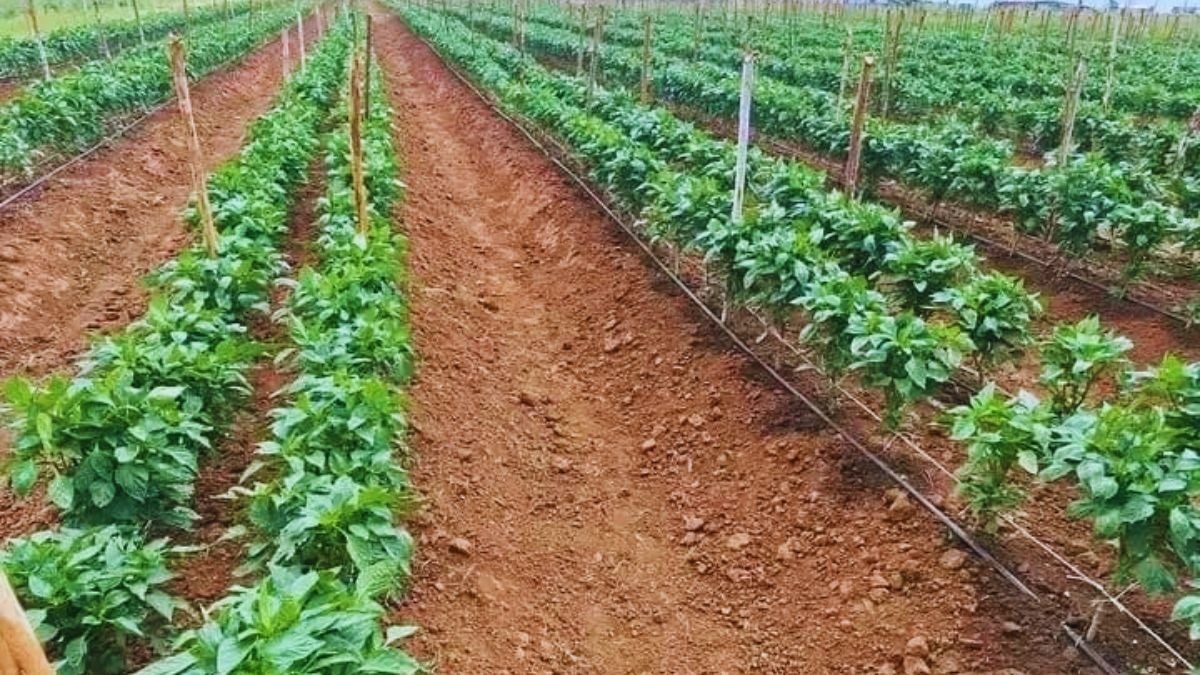 vegetable field