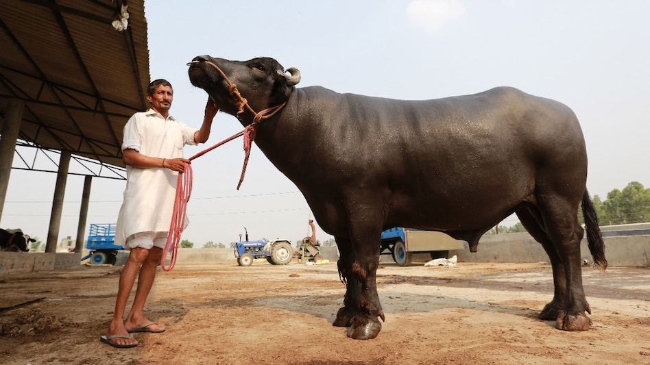 Breeder Bull: नौ करोड़ के युवराज की मौत के बाद ब्रीडर्स में मचा हड़कंप, ऐसे करें बुल की देखभाल  Breeder Bull: नौ करोड़ के युवराज की मौत के बाद ब्रीडर्स में मचा हड़कंप, ऐसे करें बुल की देखभाल
