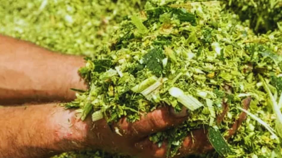 Green Fodder: सर्दियों में हो जाएं अलर्ट, हरा चारा भी करता है पानी की पूर्ति, ऐसे दें खुराक    Green Fodder: सर्दियों में हो जाएं अलर्ट, हरा चारा भी करता है पानी की पूर्ति, ऐसे दें खुराक