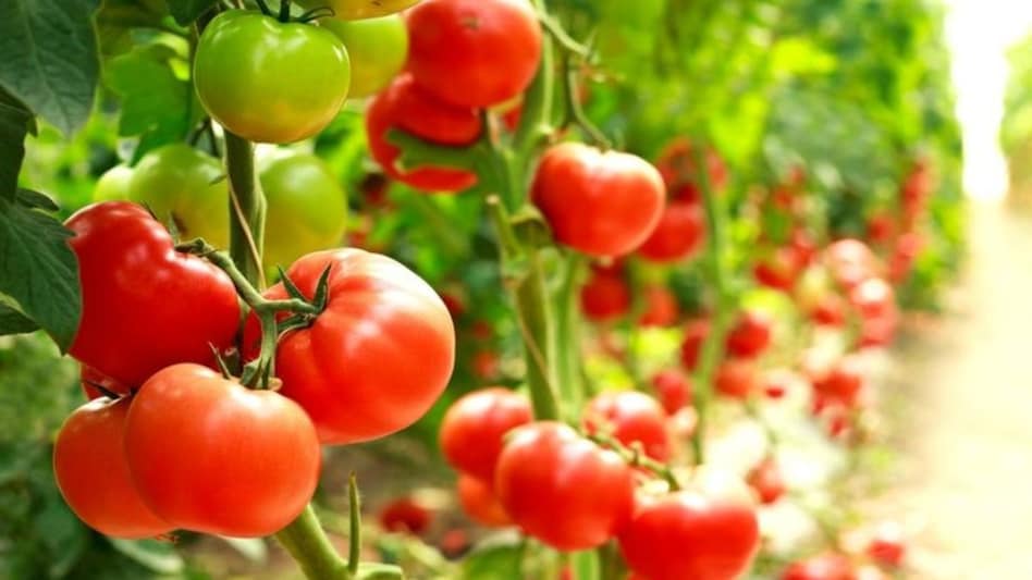 Tomato Farming: एक हेक्टेयर में कितना लगता है टमाटर का बीज, कैसे होगा बंपर उत्पादन? Tomato Farming: एक हेक्टेयर में कितना लगता है टमाटर का बीज, कैसे होगा बंपर उत्पादन?
