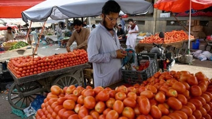 Tomato Price in Pakistan