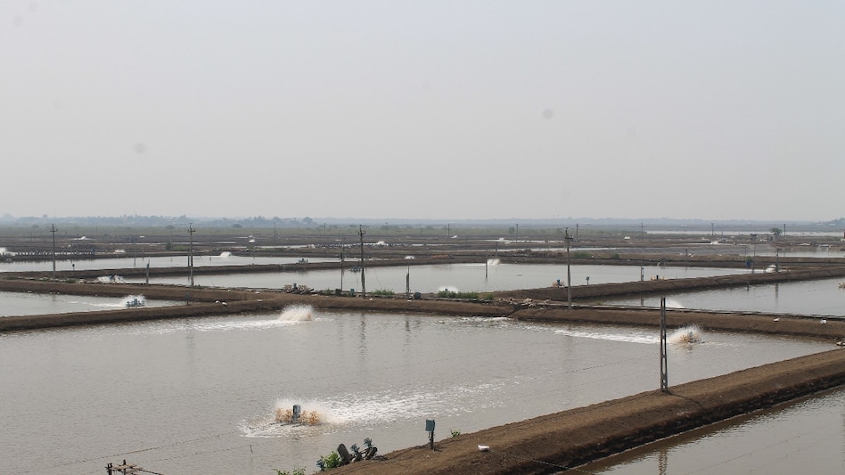 Fish Care: बदलते मौसम में परेशान होती हैं तालाब की मछलियां, शुरू कर दें ये उपाय  Fish Care: बदलते मौसम में परेशान होती हैं तालाब की मछलियां, शुरू कर दें ये उपाय