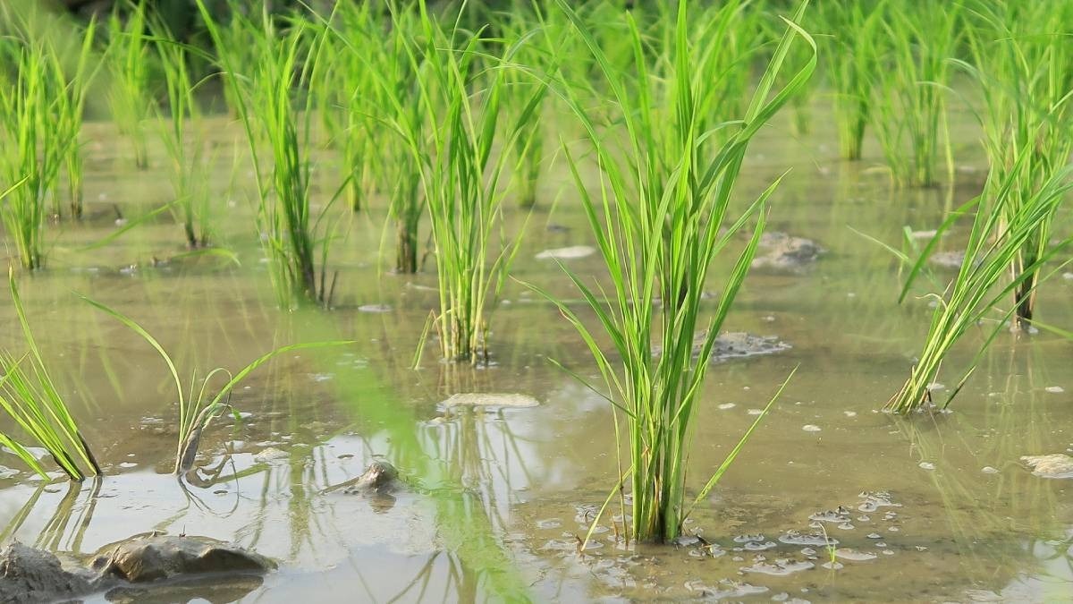 GM Free India On Genome Edited Paddy