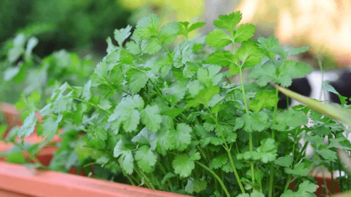 धनिया की खेती और उसके फायदे