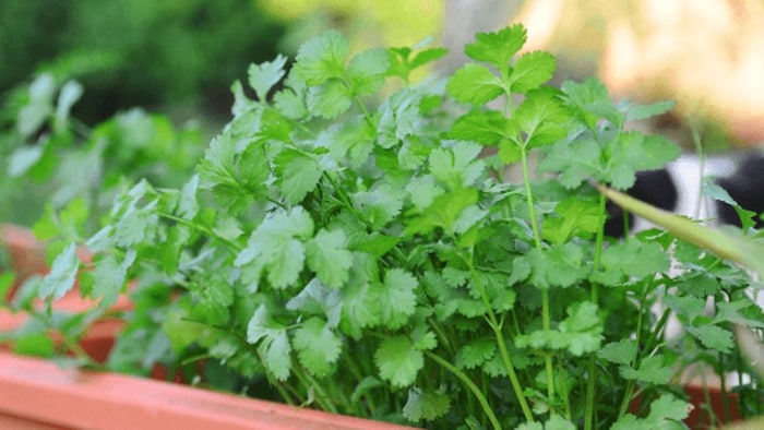 धनिया की खेती और उसके फायदे