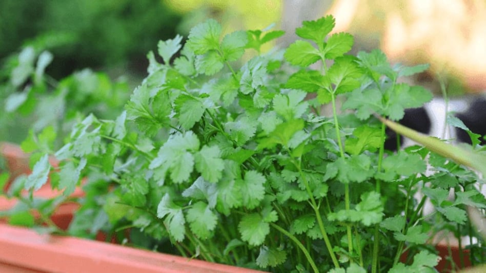 Coriander Farming: धनिया की खेती से नए साल से पहले करें तगड़ी कमाई, जानिए पूरी जानकारी Coriander Farming: धनिया की खेती से नए साल से पहले करें तगड़ी कमाई, जानिए पूरी जानकारी