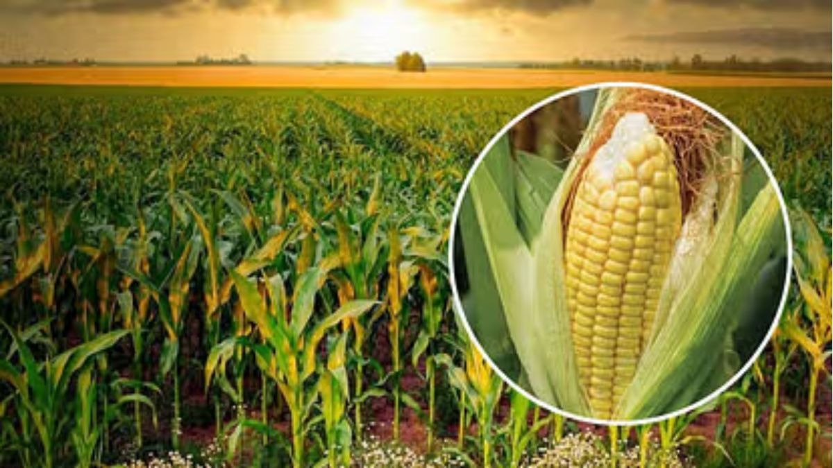 Maize Farming Tips Rabi Season
