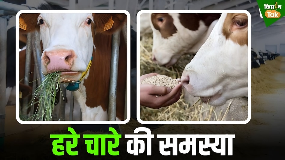 Green Fodder: सर्दियों में पशुओं को खिलाएं ये हरा चारा, न पेट खराब होगा, न बीमार पड़ेंगे Green Fodder: सर्दियों में पशुओं को खिलाएं ये हरा चारा, न पेट खराब होगा, न बीमार पड़ेंगे