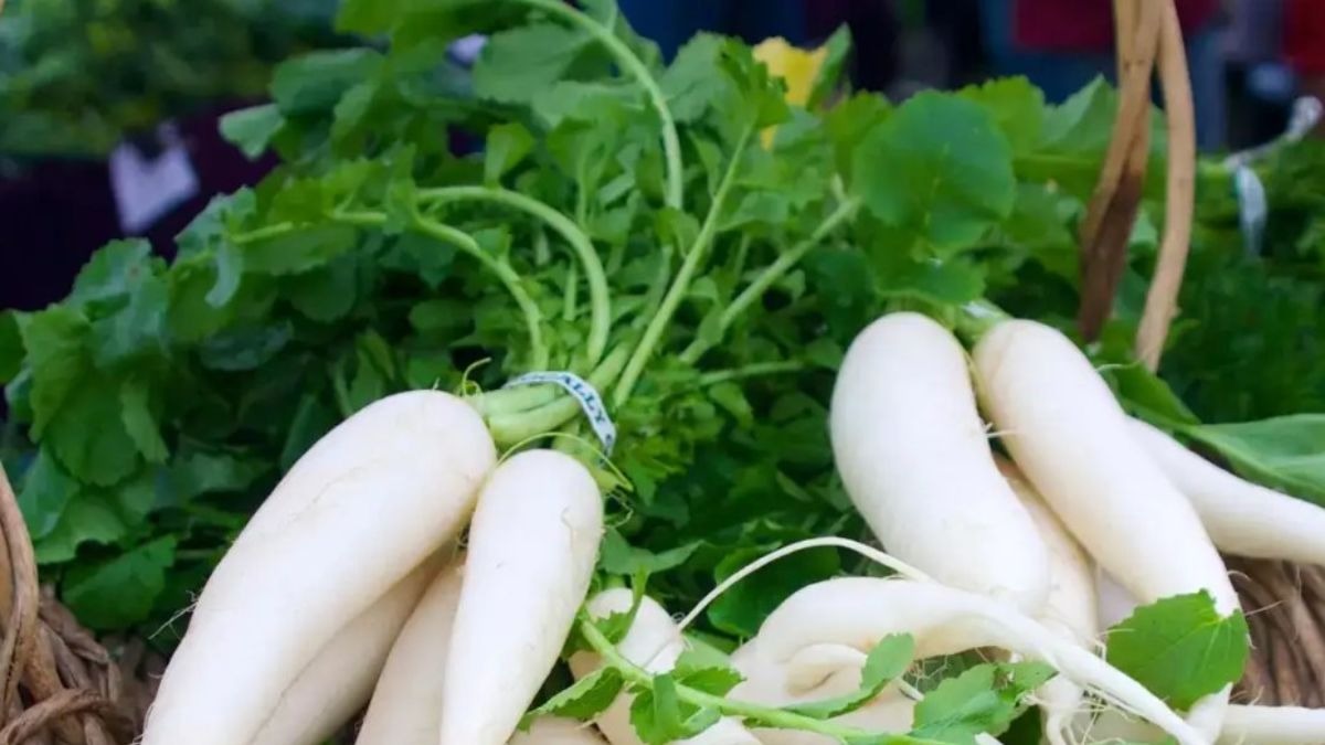 मूली की खेती