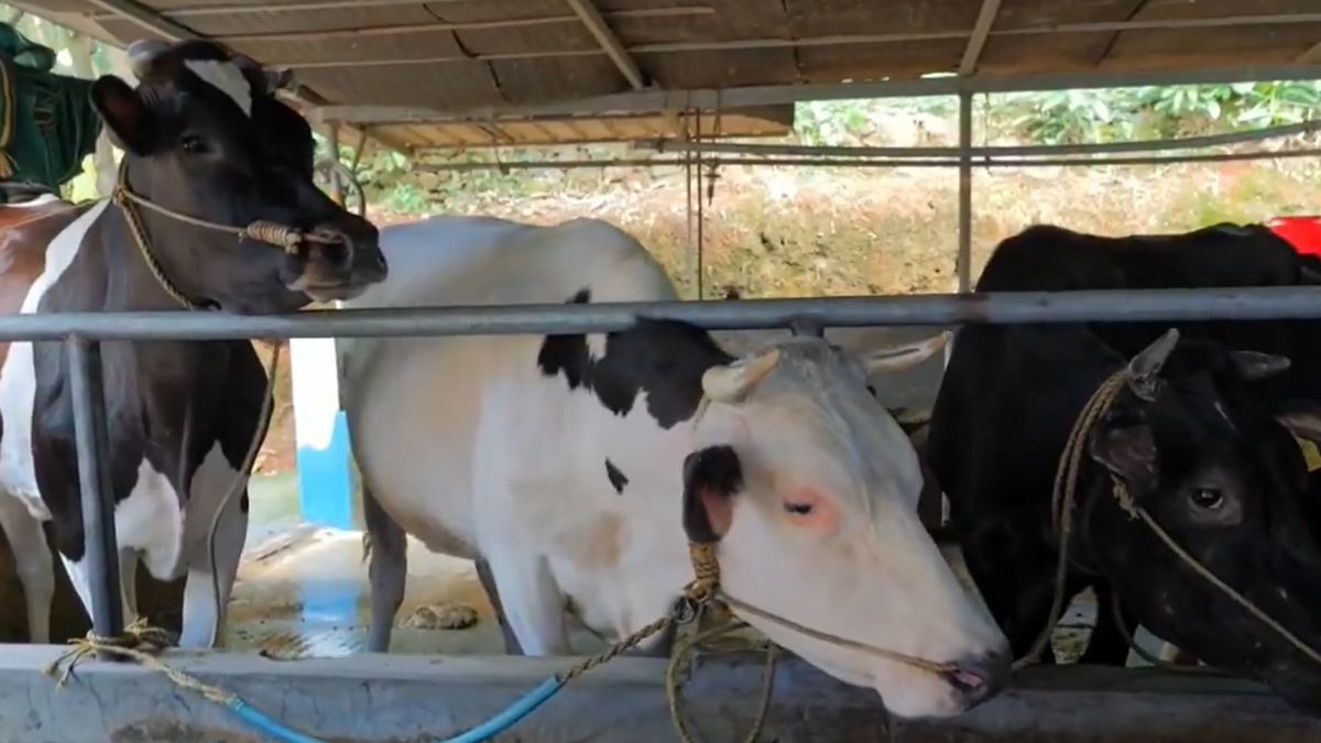 Animal Care: सर्दियों में अपनाएं NOHM के ये टिप्स, उत्पादन भी बढ़ेगा और पशु बीमार भी नहीं होंगे  Animal Care: सर्दियों में अपनाएं NOHM के ये टिप्स, उत्पादन भी बढ़ेगा और पशु बीमार भी नहीं होंगे