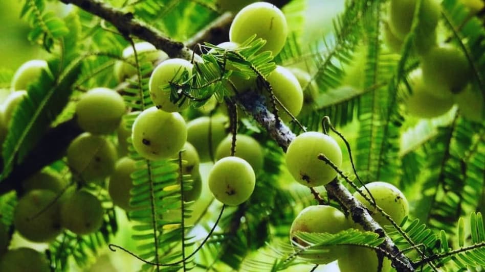 Amla Farming: नवंबर में आंवले की ये किस्में लगाएं, होगा बंपर मुनाफा, जानें खेती के बारे में सबकुछ  Amla Farming: नवंबर में आंवले की ये किस्में लगाएं, होगा बंपर मुनाफा, जानें खेती के बारे में सबकुछ