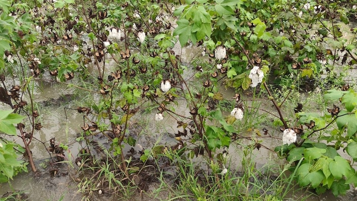 कपास की फसल बर्बाद