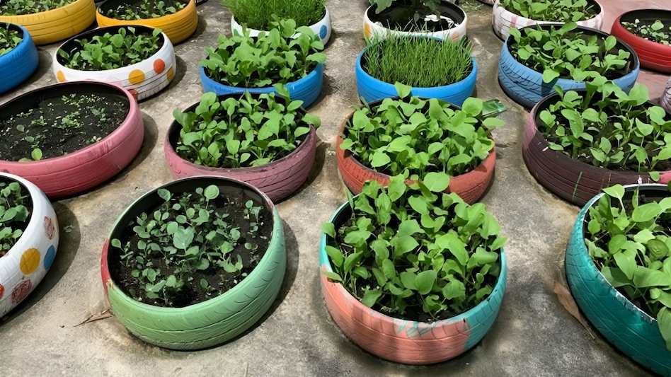 ठंड के दिनों में किचन गार्डन का ध्यान रखने के जरूरी उपाय जानिए ठंड के दिनों में किचन गार्डन का ध्यान रखने के जरूरी उपाय जानिए