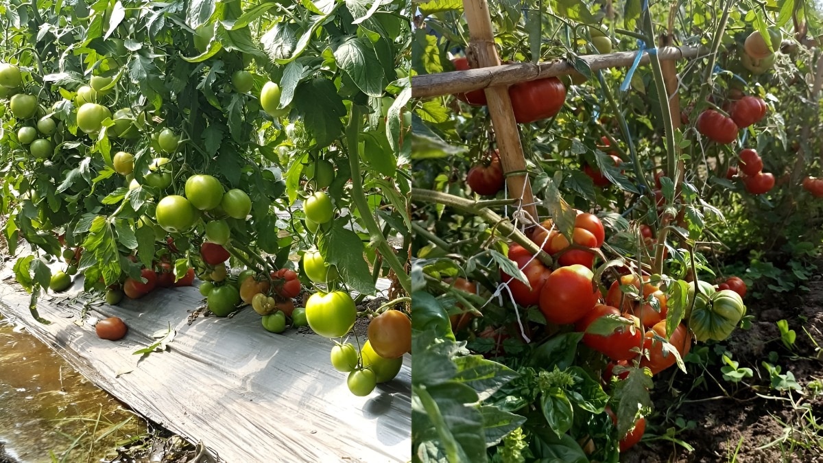 tomato field
