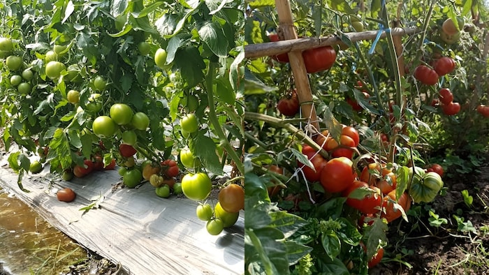 tomato field