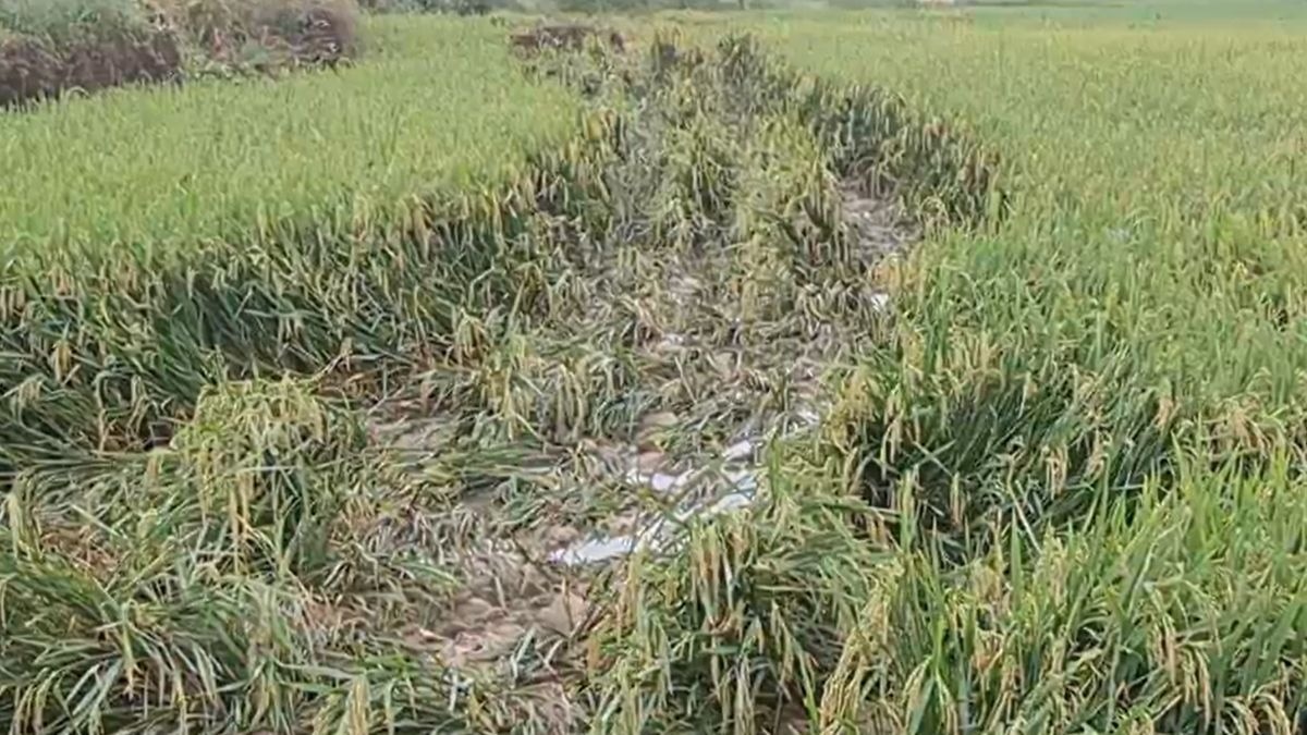 Ramgarh Elephants damage Crop