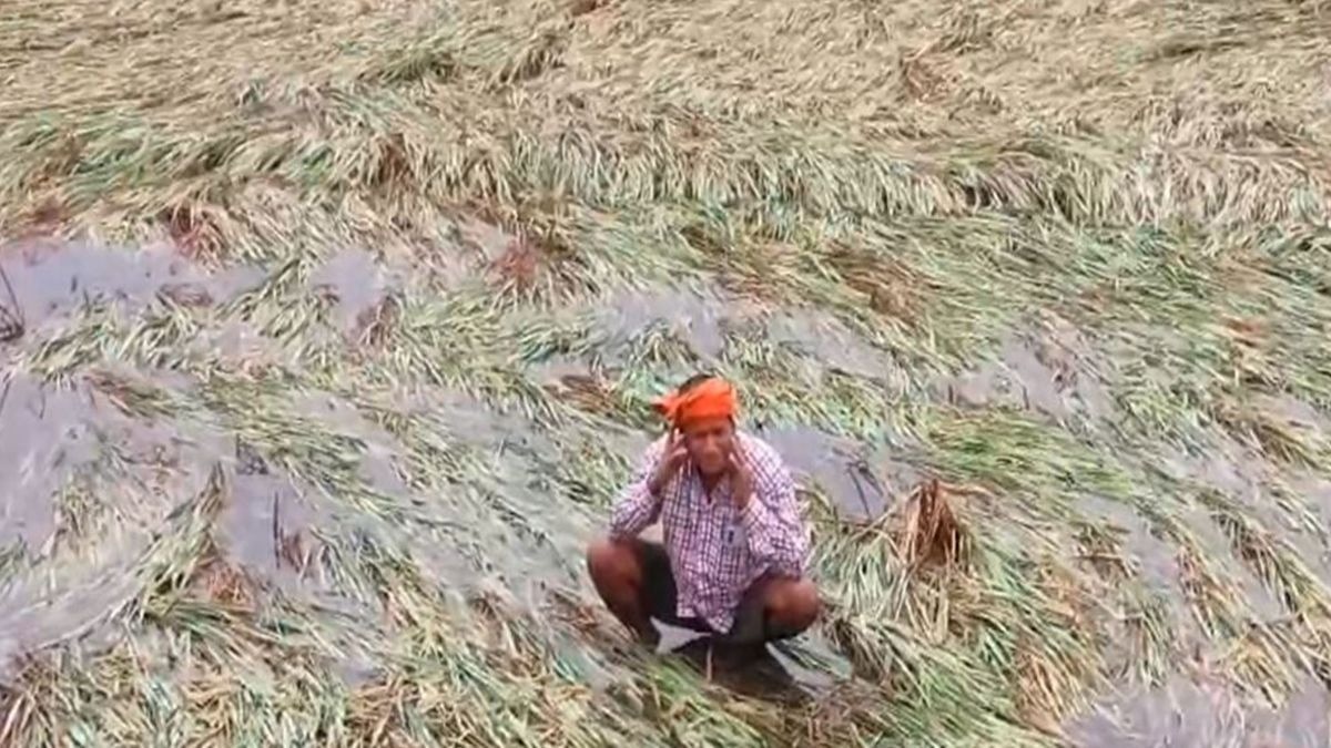 danapur paddy crop damage