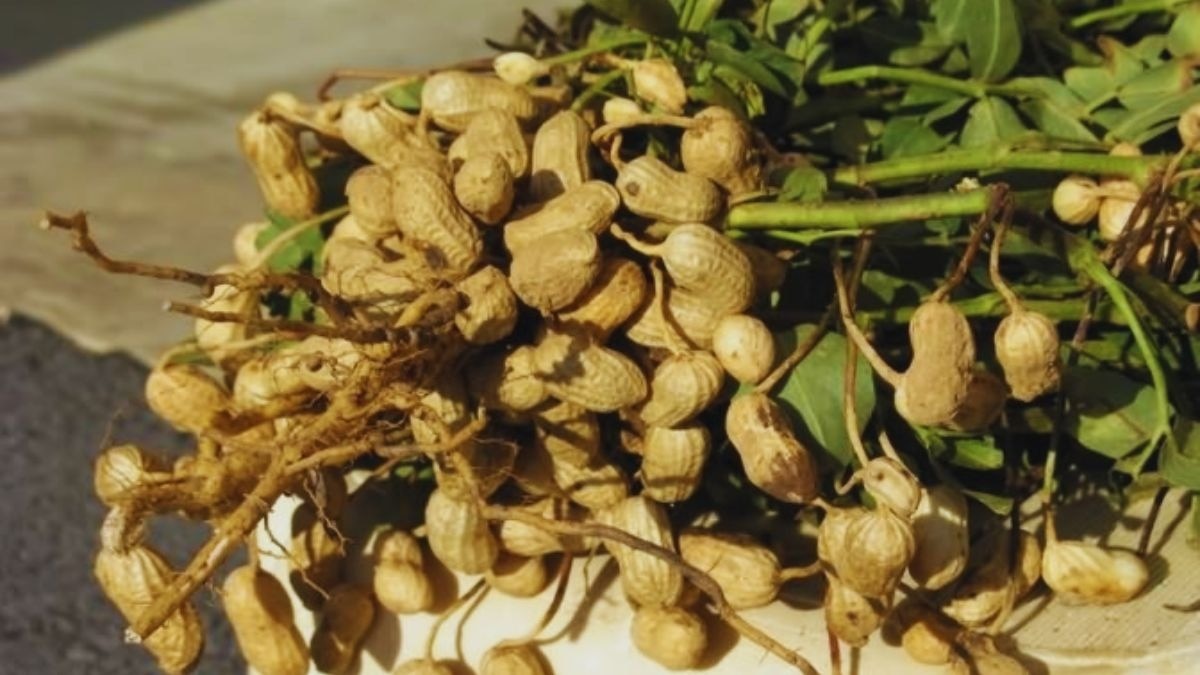 मूंगफली की खेती (सांकेतिक तस्वीर)