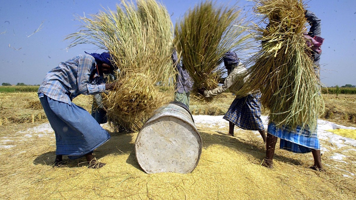 धान कटाई से पहले कर लें ये काम