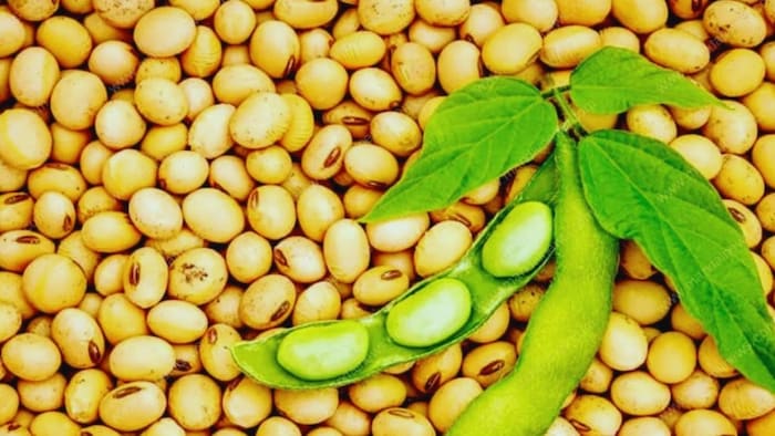 सोयाबीन की खेती