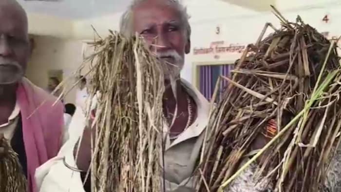 बेमौसम बारिश से चौपट हुई फसलें