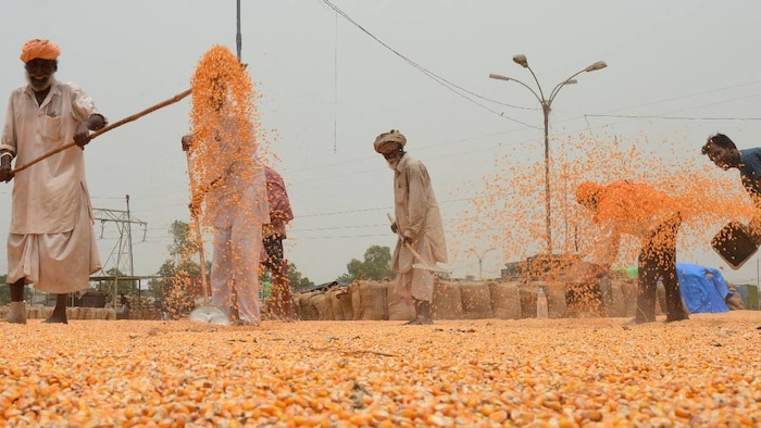 maize farming