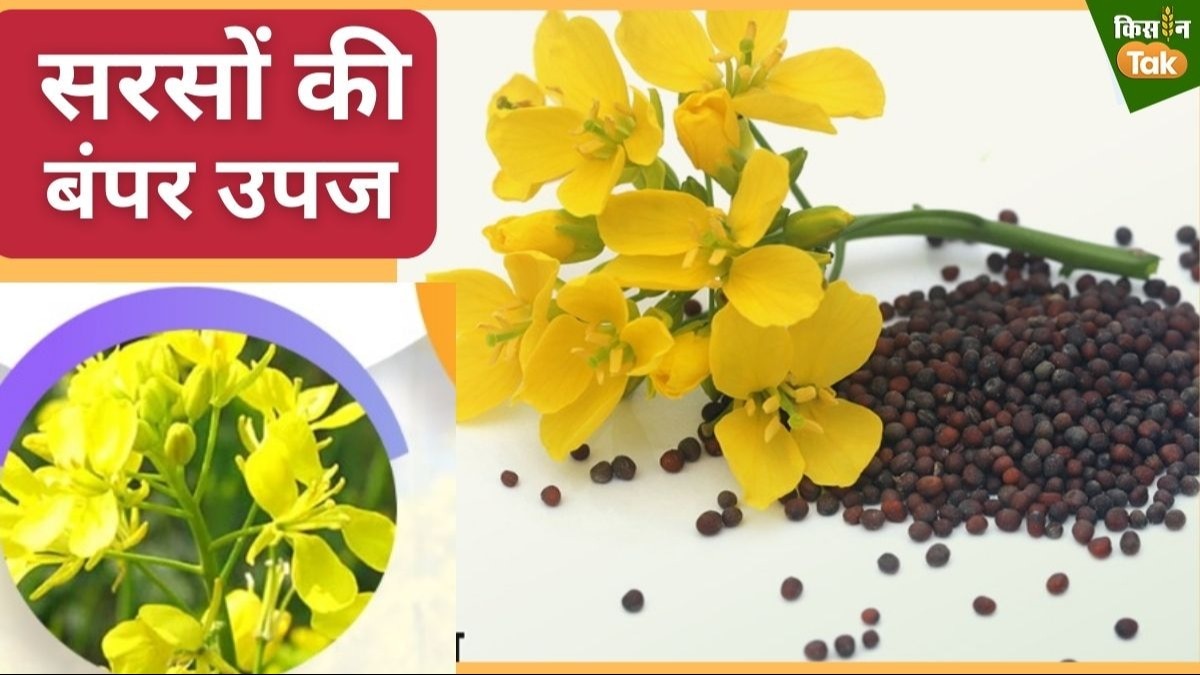 रबी सीजन में सरसों के रिकॉर्ड उत्पादन का अनुमान.