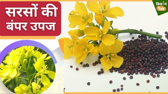 रबी सीजन में सरसों के रिकॉर्ड उत्पादन का अनुमान.