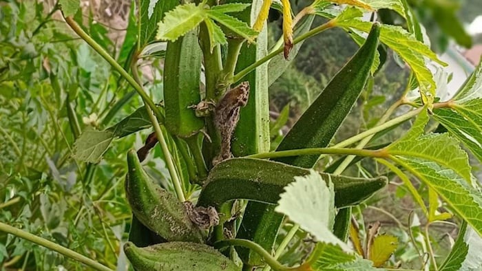 भिंडी की 'काशी सहिष्णु' किस्म का जारी हुआ लाइसेंस