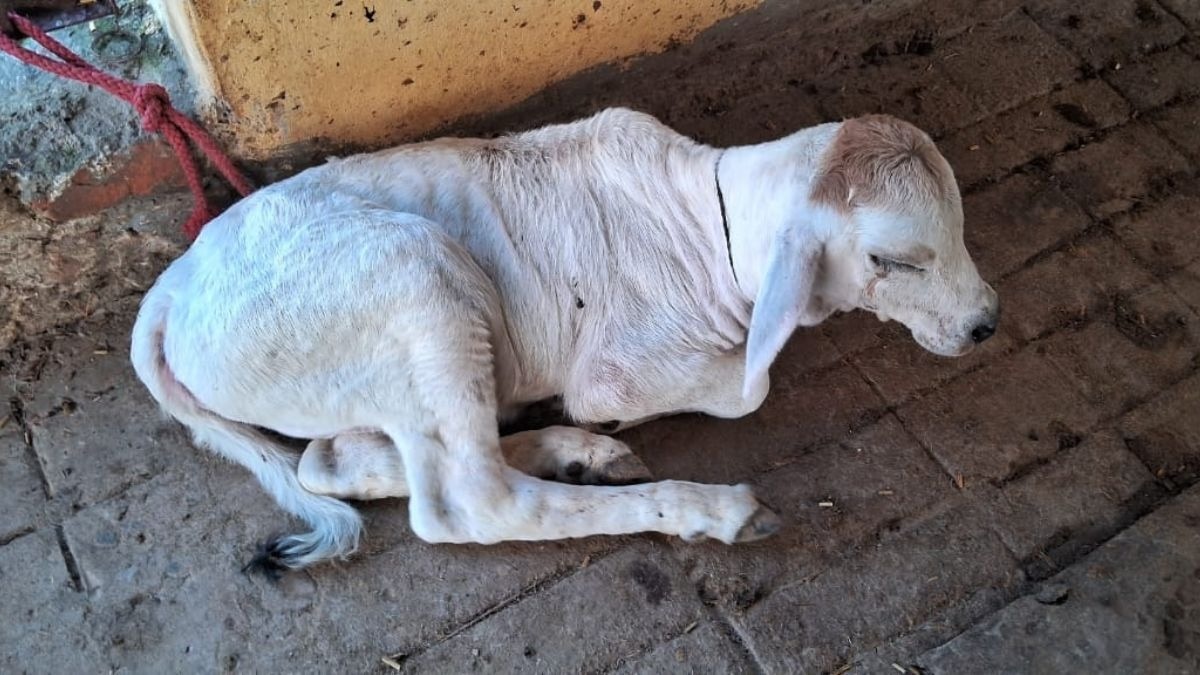 एक बार फिर बढ़ रहा लंपी रोग का खतरा 