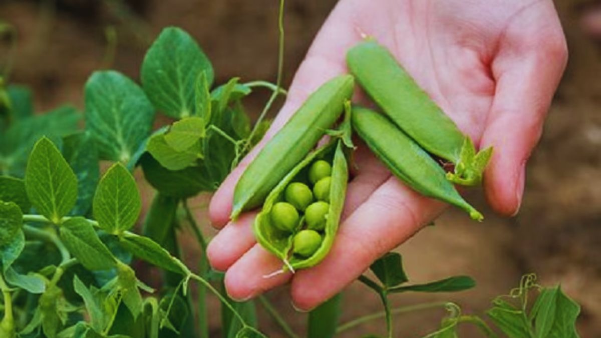 मटर की खेती