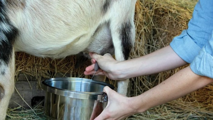 बकरी का दूध