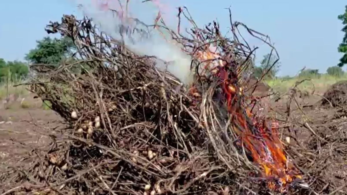 Amreli Groundnut Crop Burn
