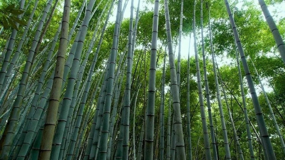 Carbon Credits: ऊंचे-घने पेड़ नहीं इस घास को मिलते हैं सबसे ज्यादा कार्बन क्रेडिट, जानें डिटेल Carbon Credits: ऊंचे-घने पेड़ नहीं इस घास को मिलते हैं सबसे ज्यादा कार्बन क्रेडिट, जानें डिटेल