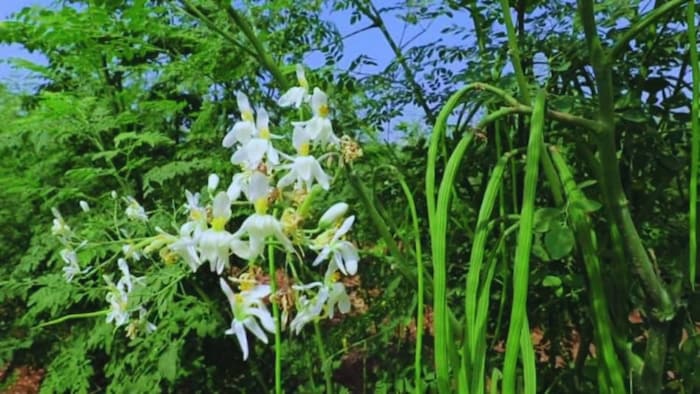 सहजन की खेती