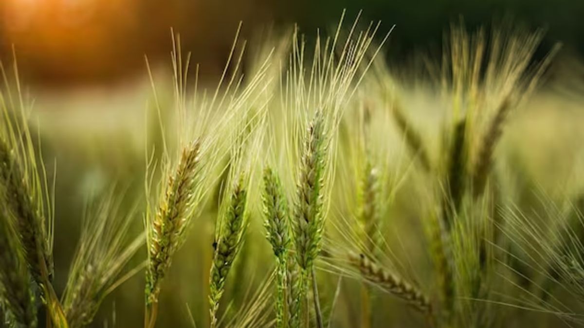 गेहूं की उन्नत किस्म और उसकी खासियत