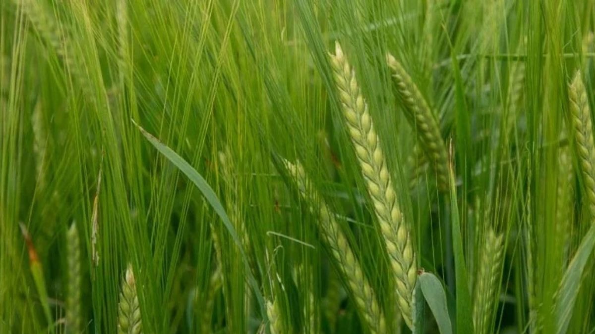 जौ की खेती