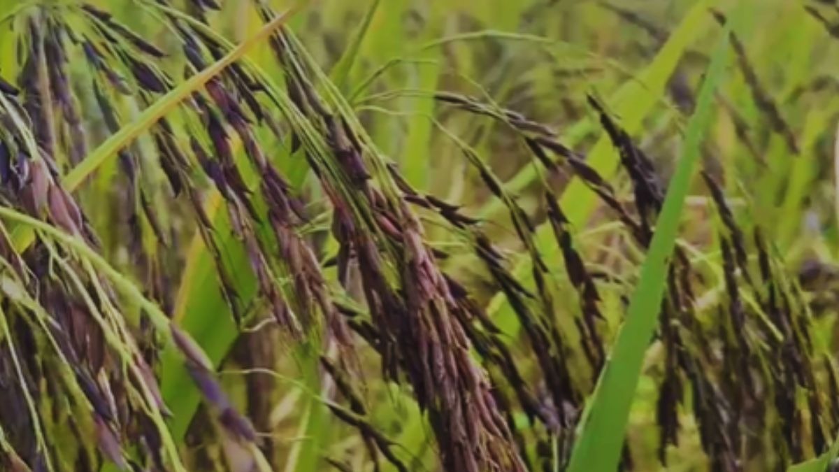 शुगर फ्री धान